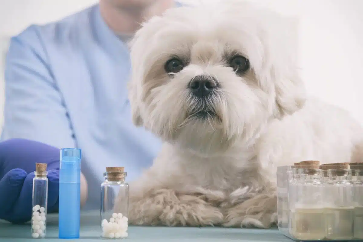 pharmacie médicaments pour animaux