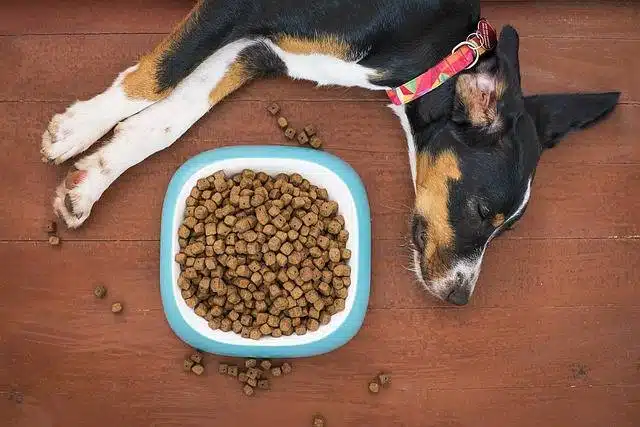Croquettes pour chien alimentation nutrition