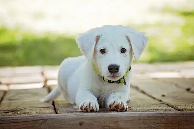 Dressage de chien