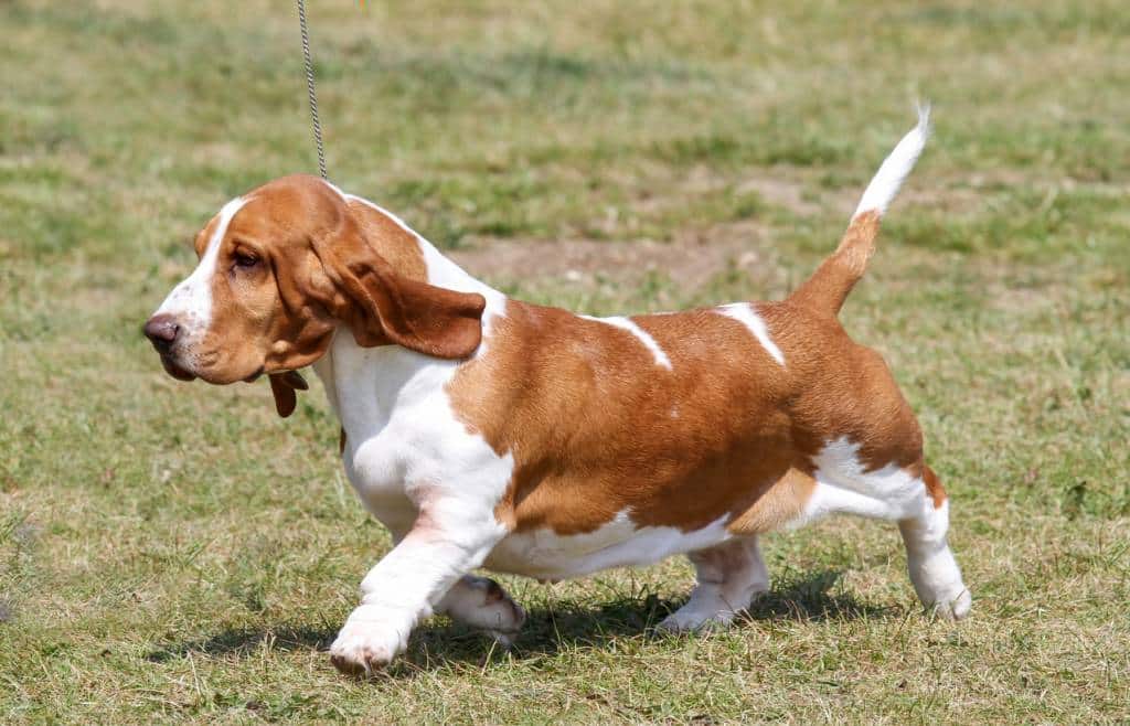 Basset Hound caractère chien éducation canine animaux compagnie