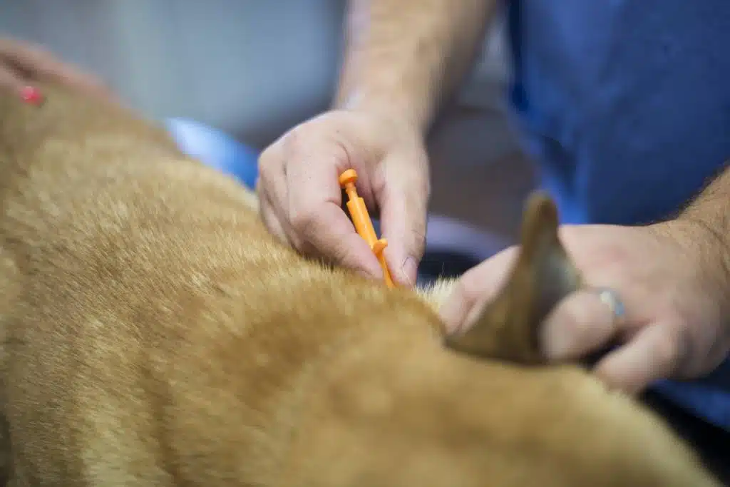 puces chien animal produits vétérinaires animaux chats pharmacie en ligne parapharmacie médicaments