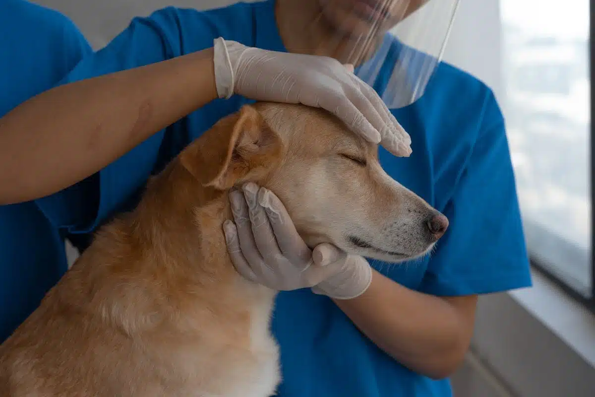 médecine vétérinaire