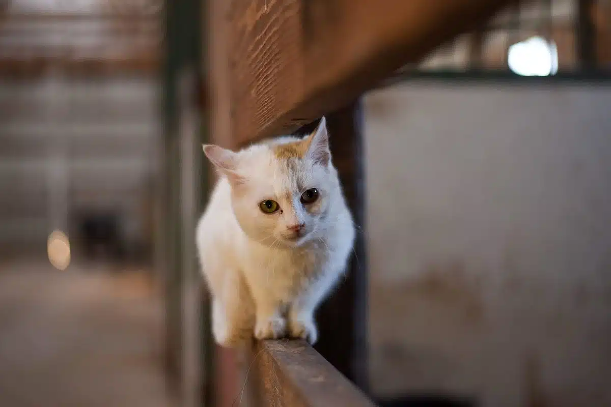 chat appartement