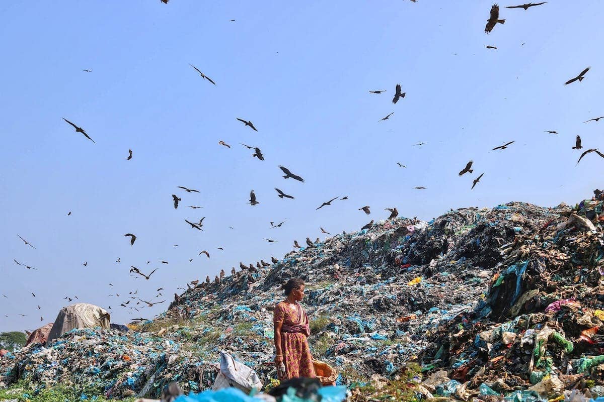 pollution animale