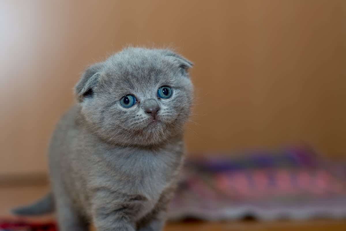 chat  bien-être