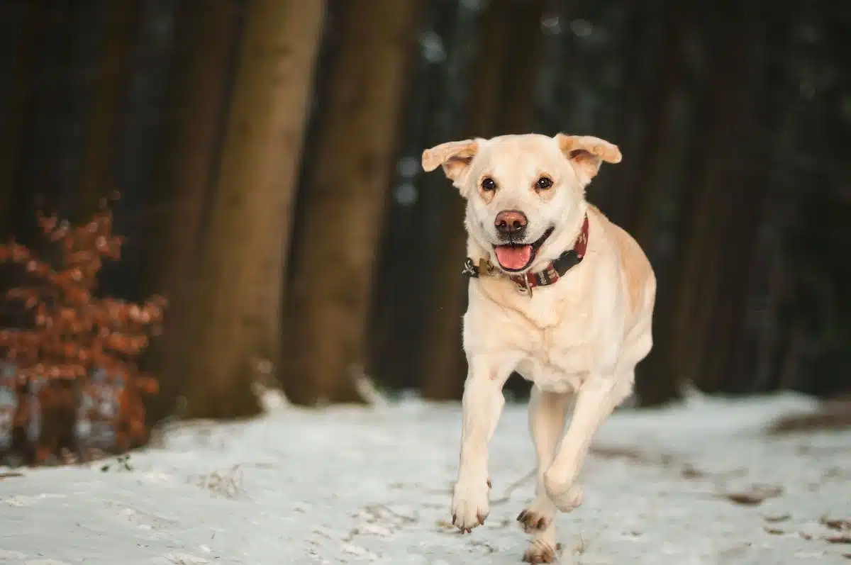 chien exercice