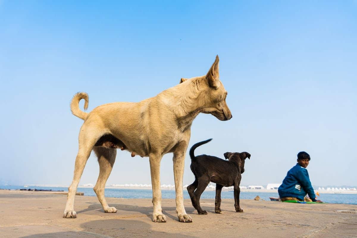 animal compagnie