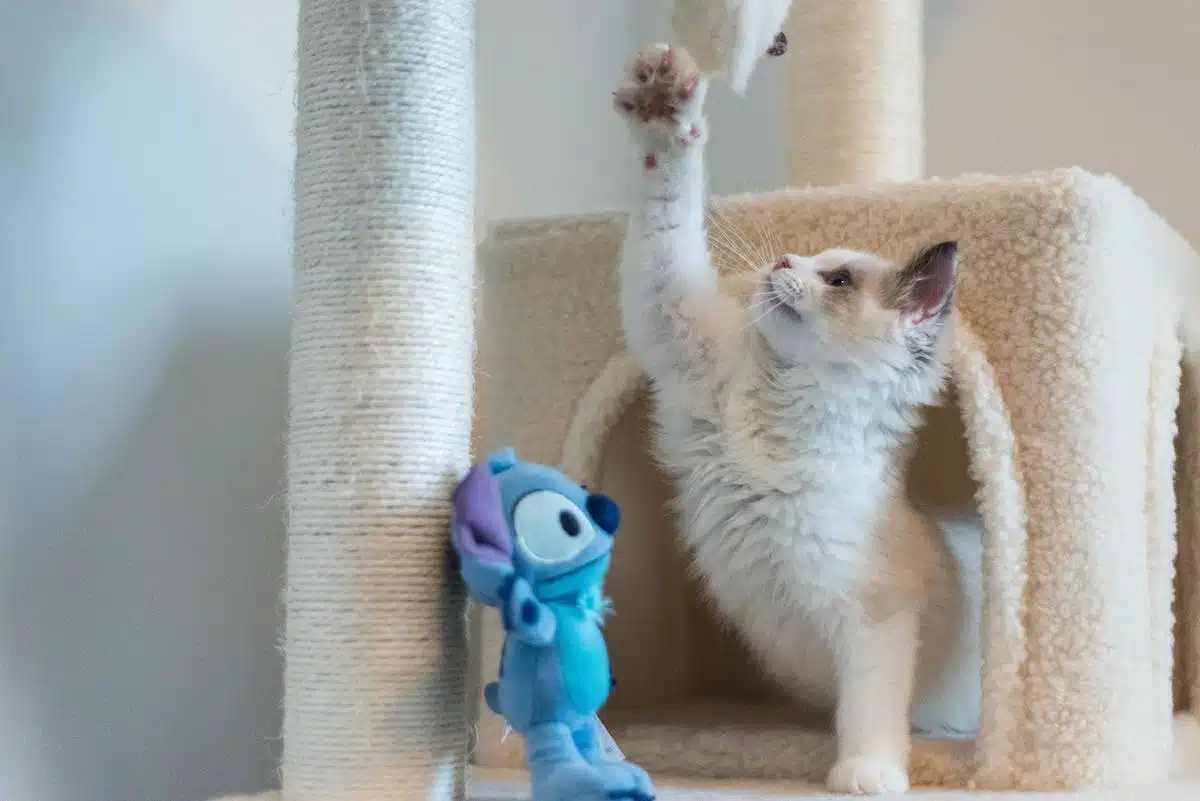 chat  jouet