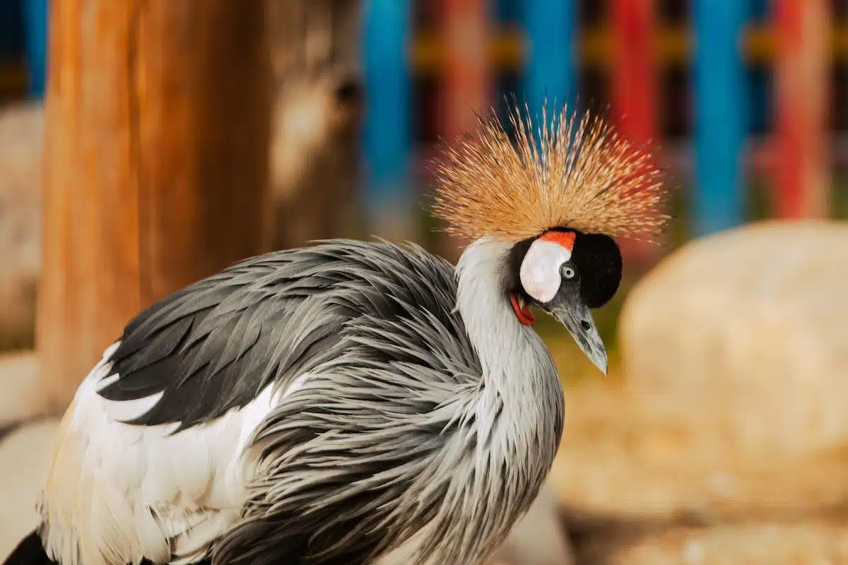 animaux exotiques