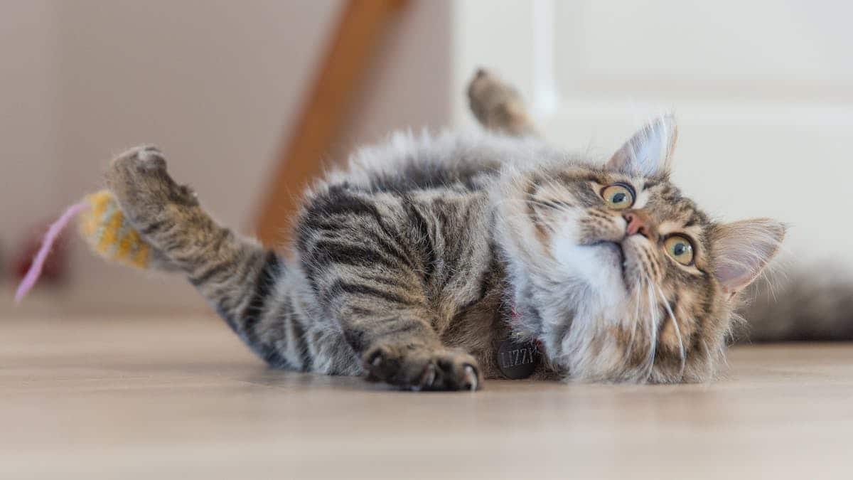chat drôle