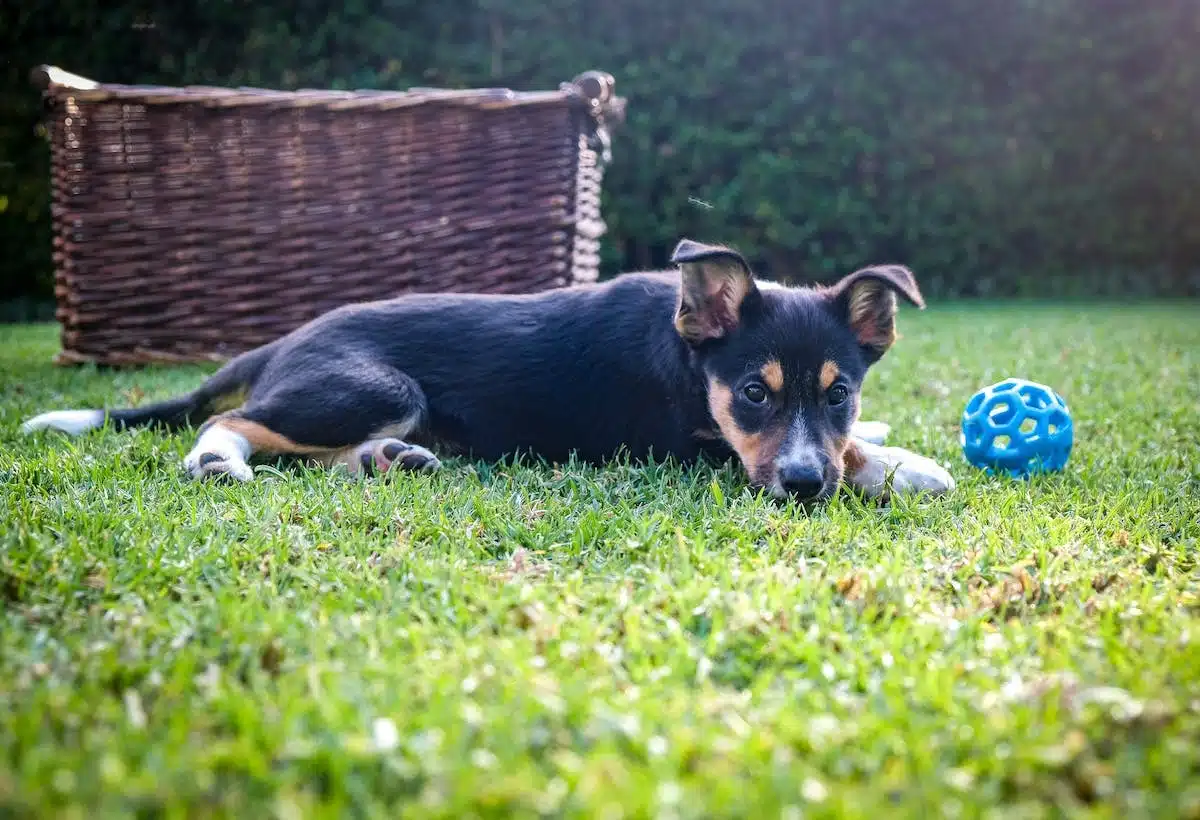 chien  chaleur