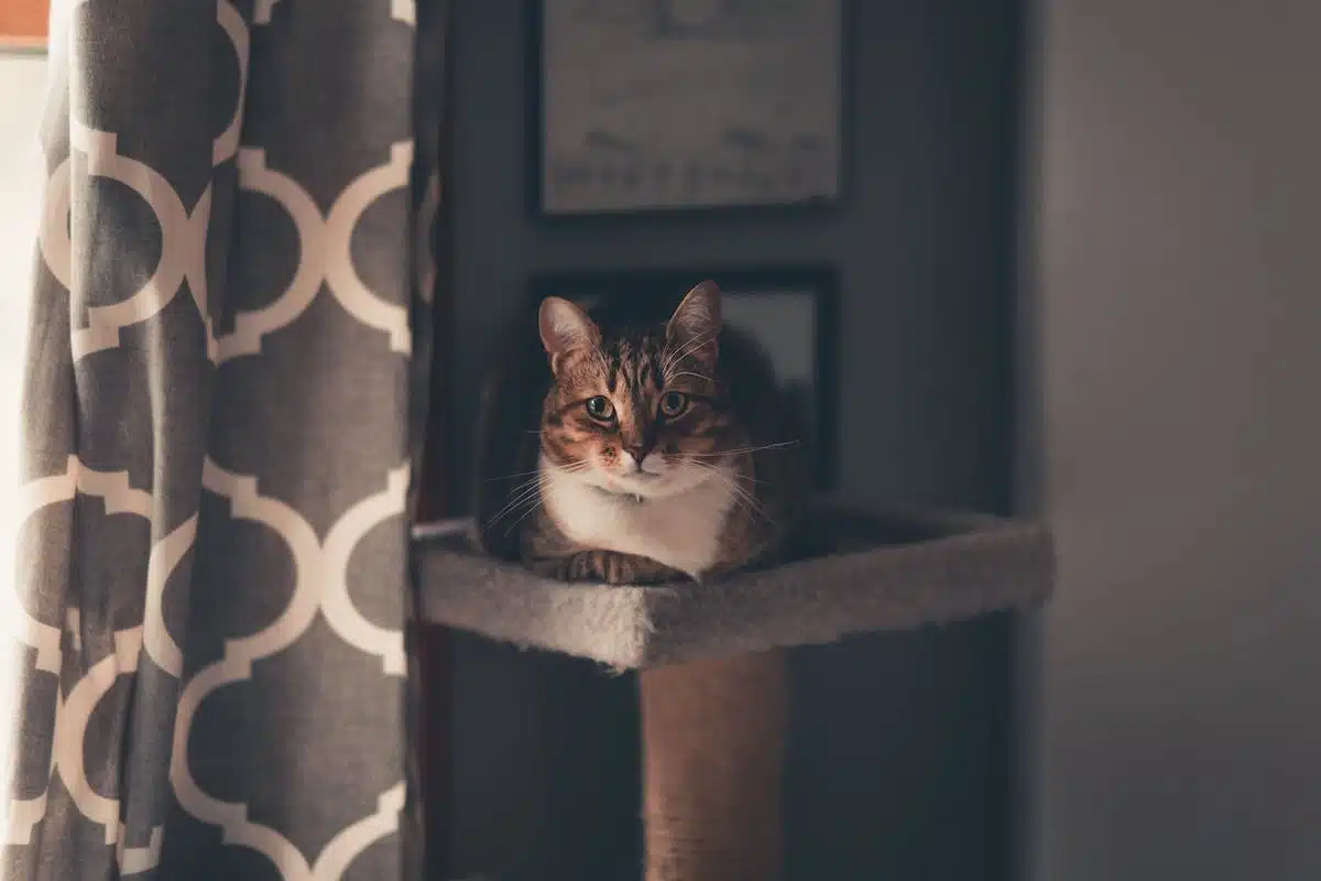 chat  sécurité