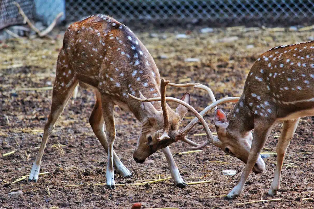 animal emblématique