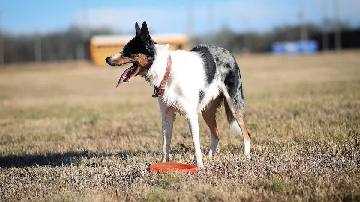 sport canin
