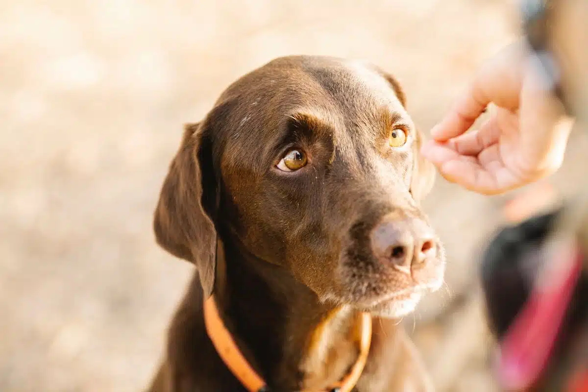 chien stressé