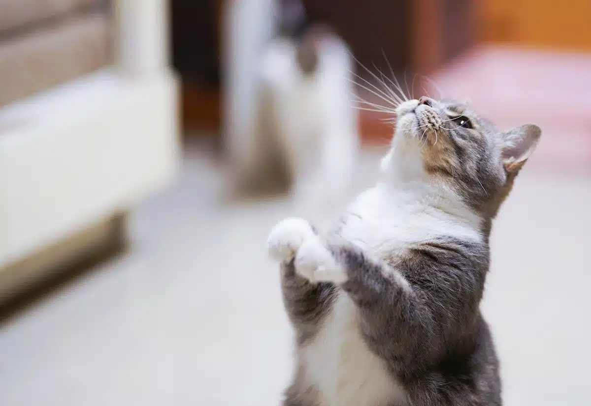 chat  santé