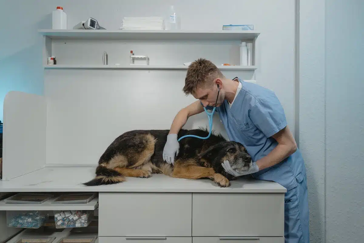 chien malade