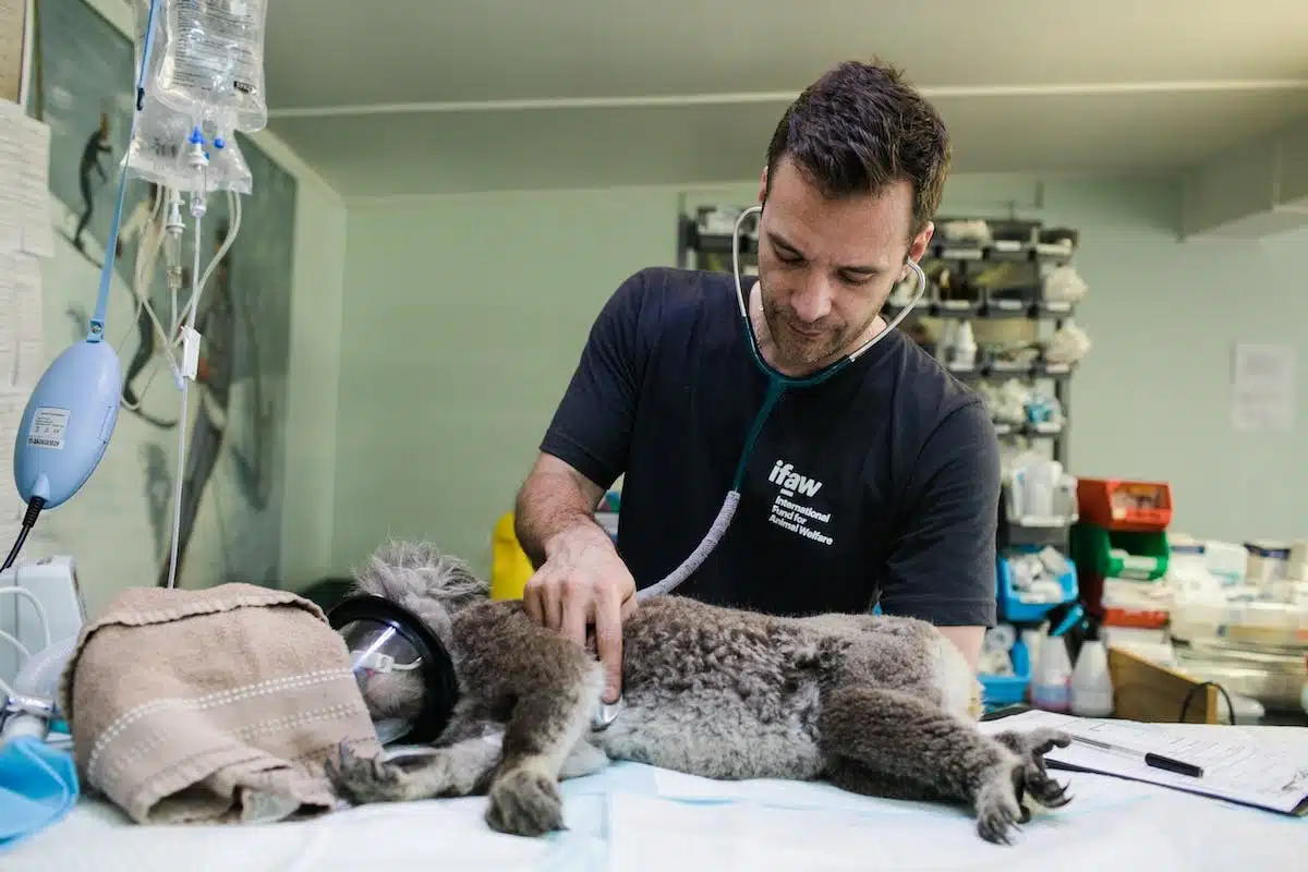 animaux  santé