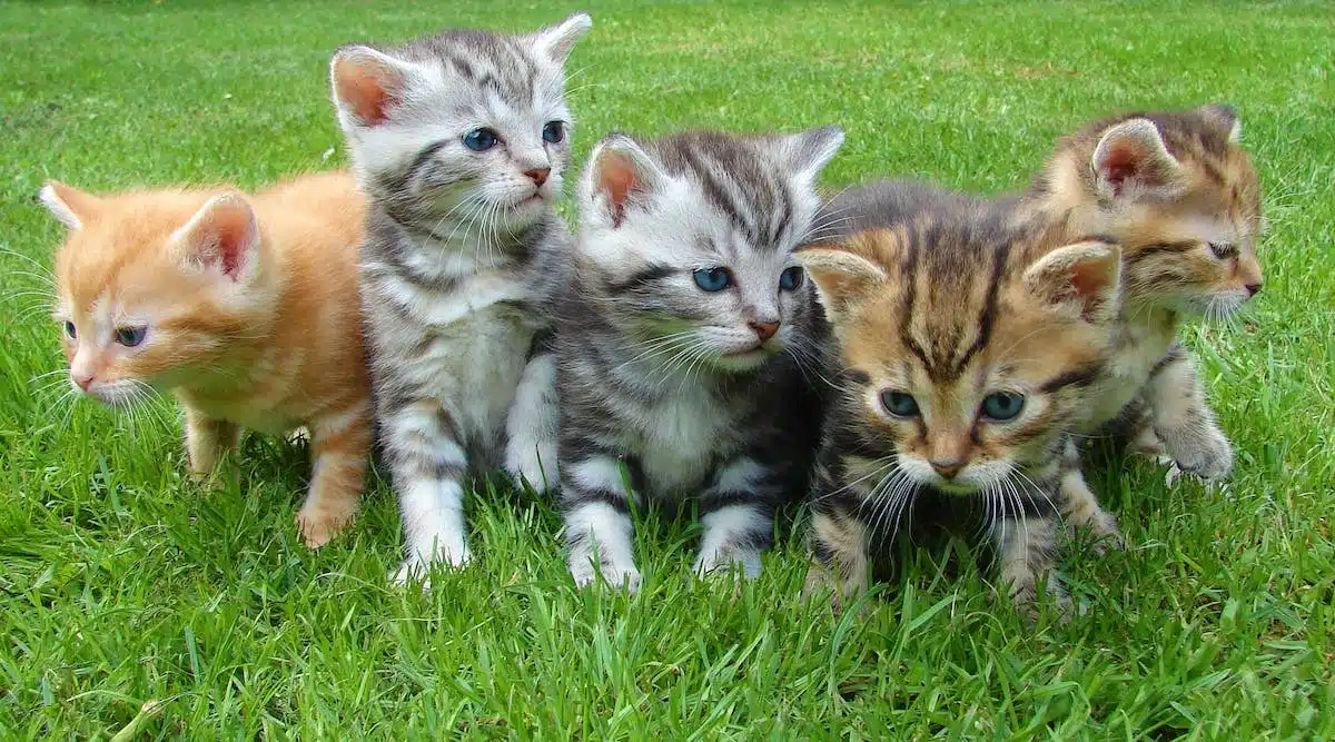 famille chat