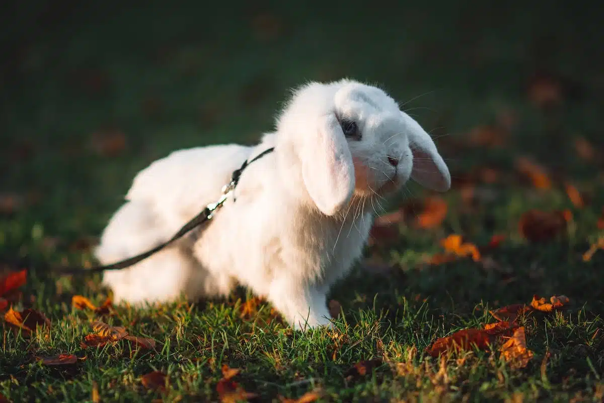 lapin domestique