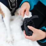 Chaussures pour chien : protection hivernale contre neige, glace et sel de déneigement