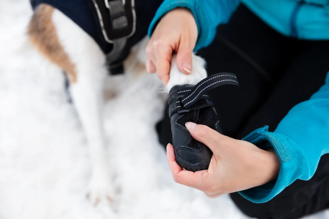 Chaussures pour chien : protection hivernale contre neige, glace et sel de déneigement
