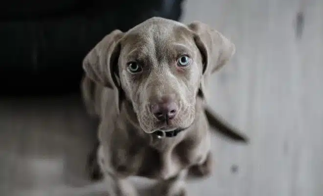 chien gris aux yeux clairs