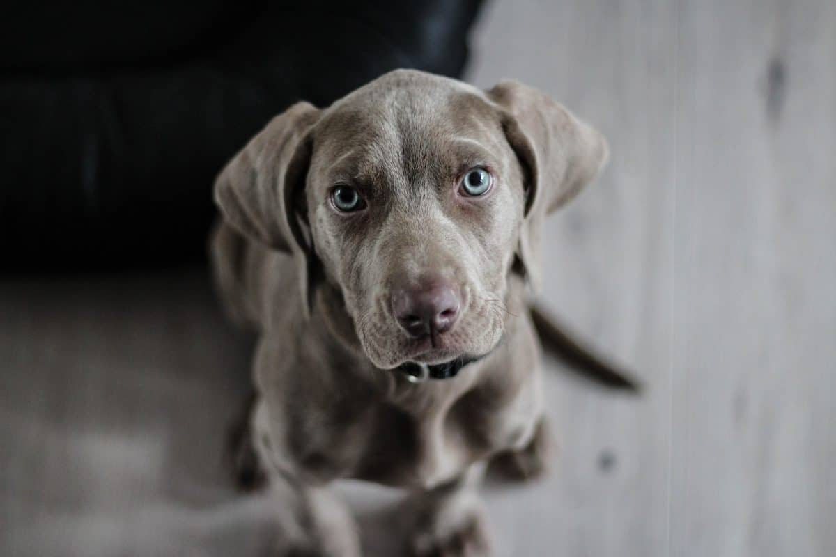 chien gris aux yeux clairs
