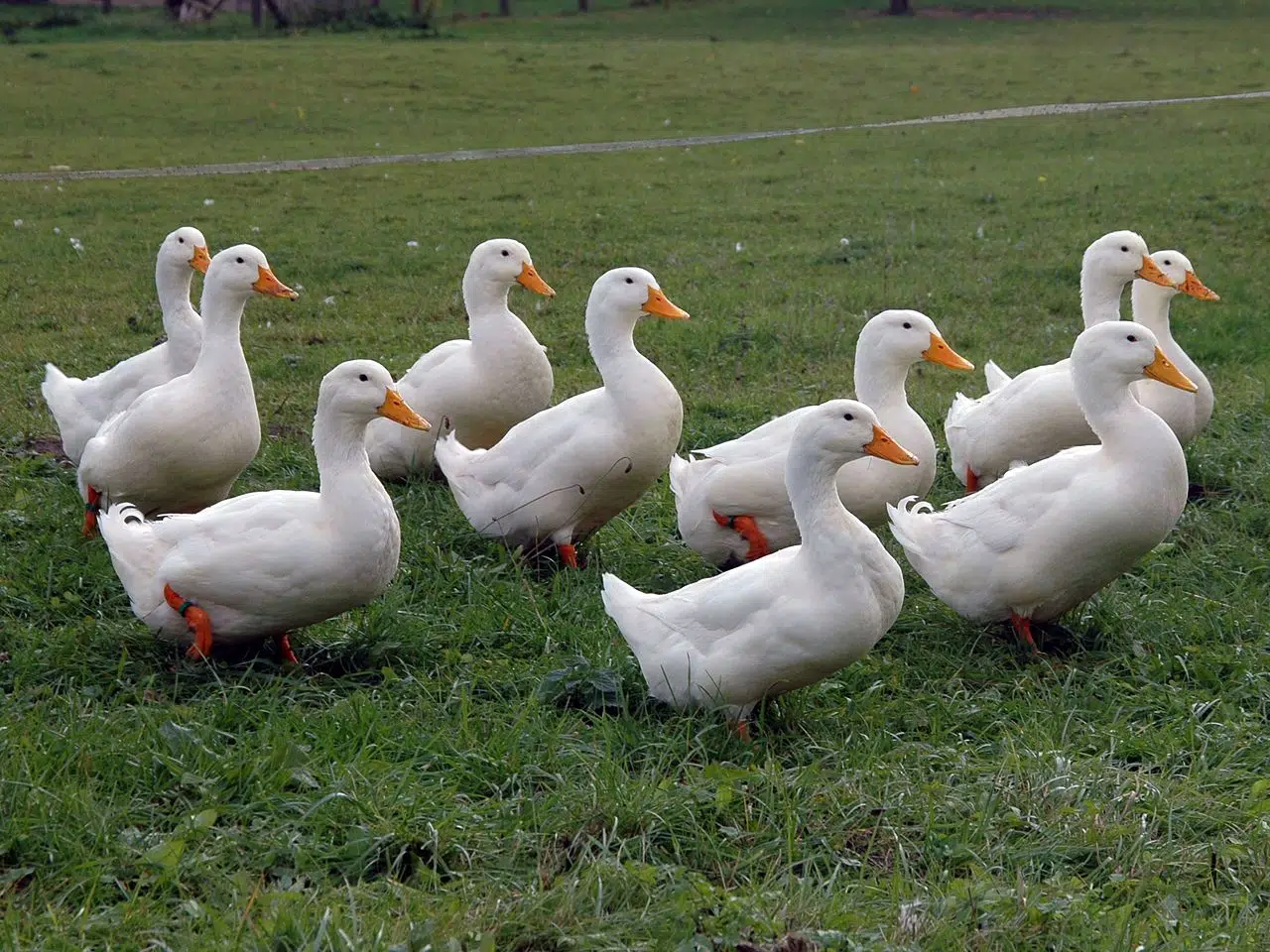 faire grossir un canard 