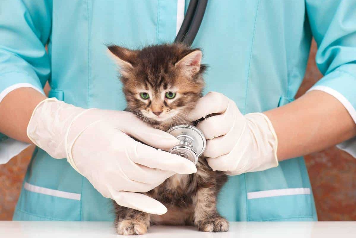 Chat Nain Quels Sont Les Soins Essentiels