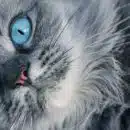Changement de couleur des yeux des chatons : Âge et explications