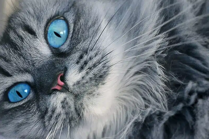 Changement de couleur des yeux des chatons : Âge et explications