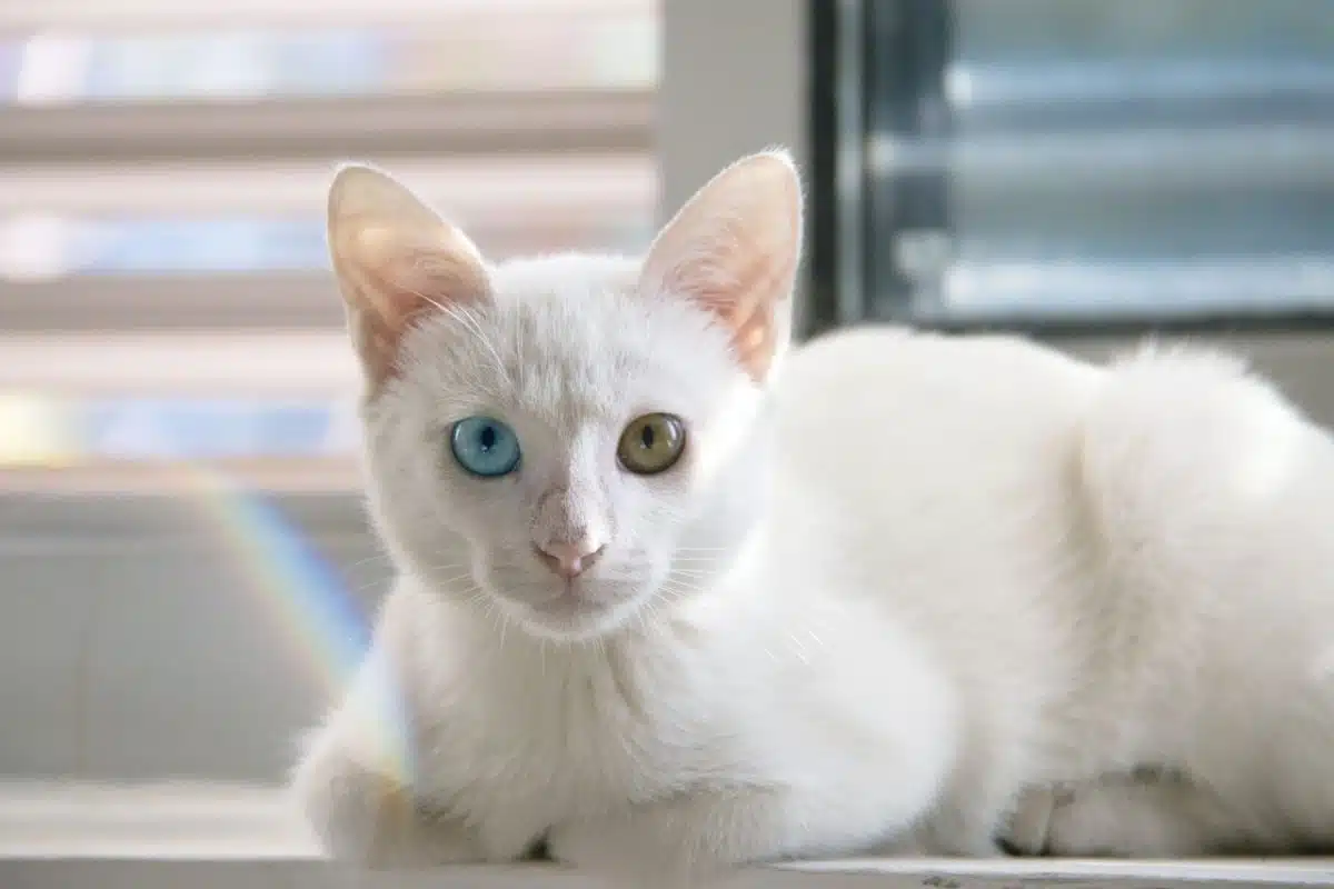 Changement de couleur des yeux des chatons : Âge et explications