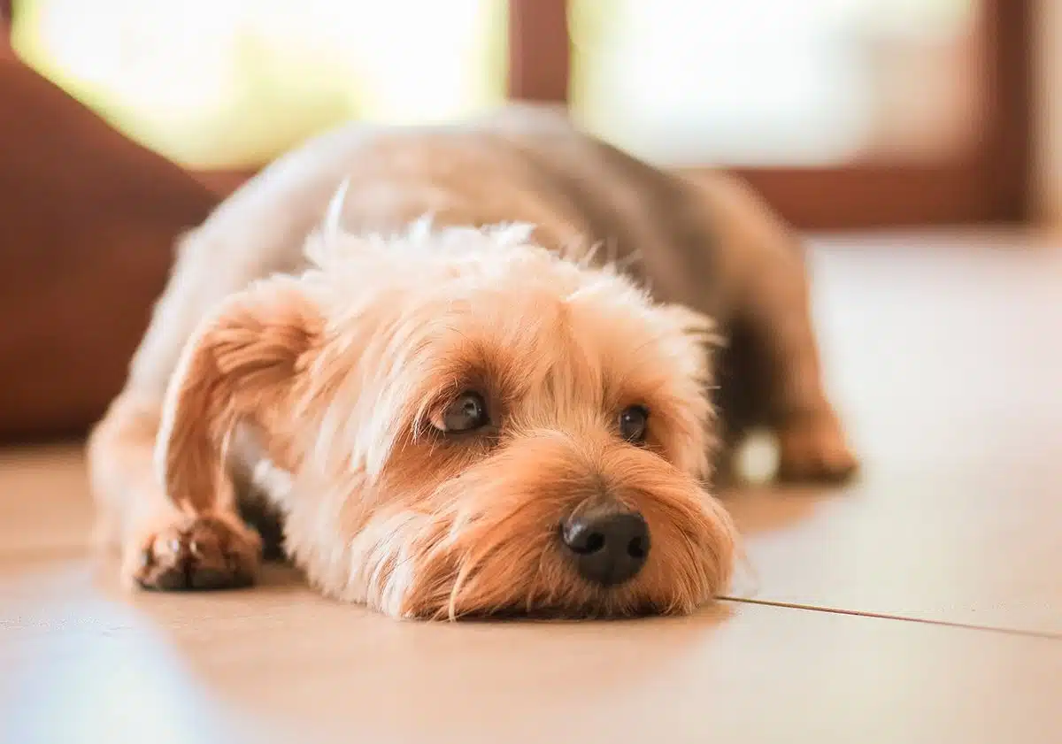 Chien qui lèche le sol : comprendre ce comportement et agir