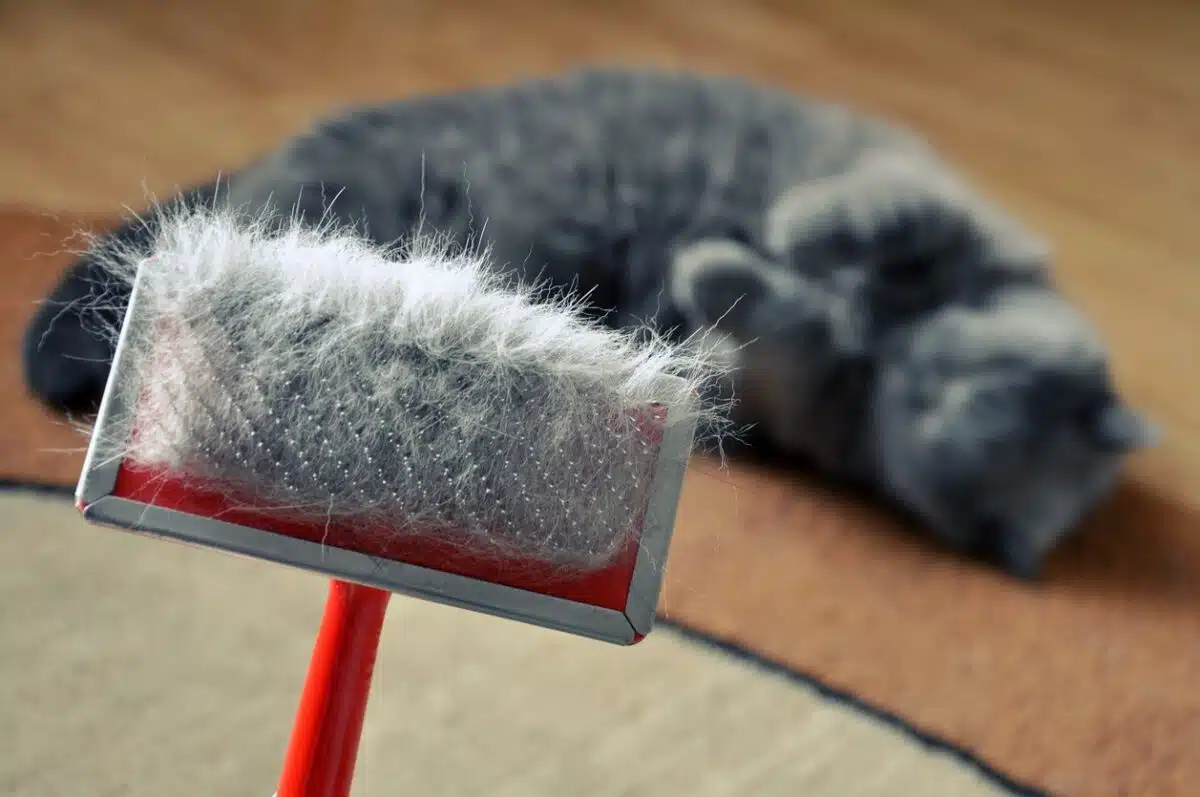 Combattez efficacement les pellicules de votre chat causes et solutions