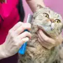 Combattez efficacement les pellicules de votre chat causes et solutions