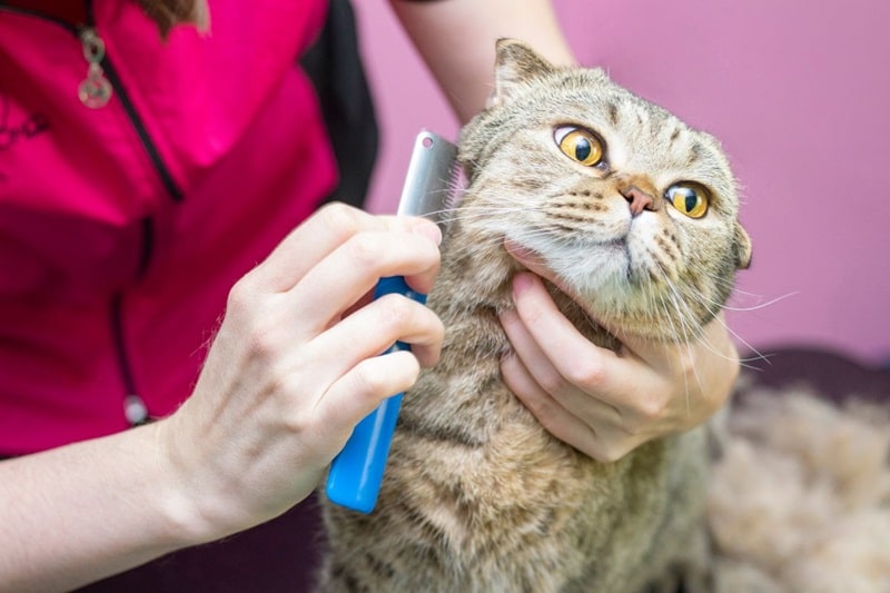 Combattez efficacement les pellicules de votre chat causes et solutions