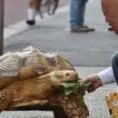 La tortue, un animal capable de reconnaître son maître