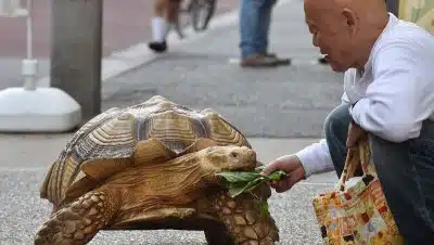 La tortue, un animal capable de reconnaître son maître