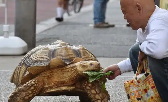 La tortue, un animal capable de reconnaître son maître