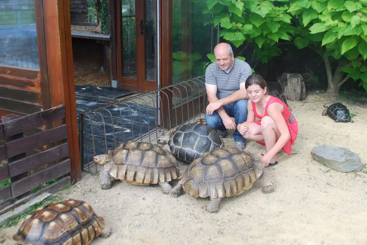 La tortue, un animal capable de reconnaître son maître 