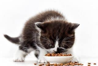 Les meilleurs choix de nourriture pour votre chaton : santé et croissance