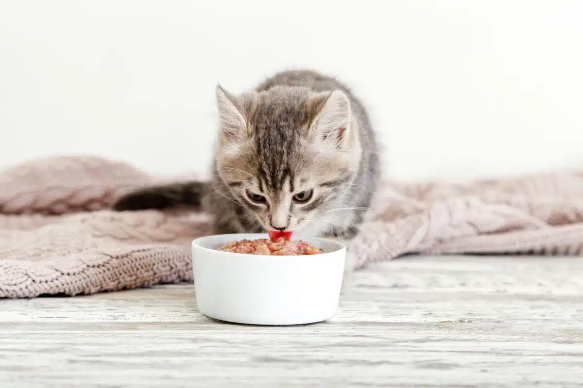 Les meilleurs choix de nourriture pour votre chaton : santé et croissance