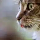 Mon chat tire la langue : Comprendre les raisons