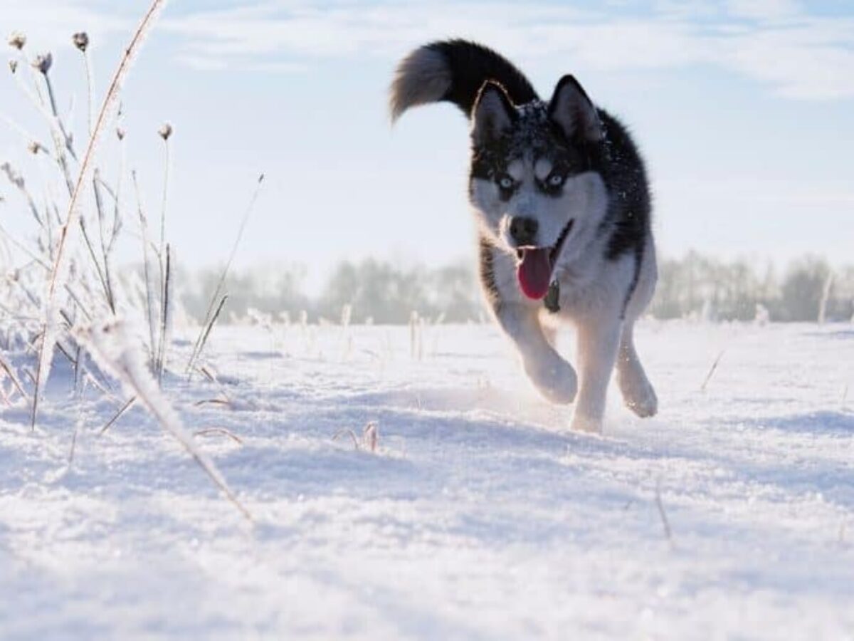 alaskan husky