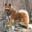 Race de chien Eurasier : Caractéristiques et conseils