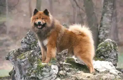 Race de chien Eurasier : Caractéristiques et conseils