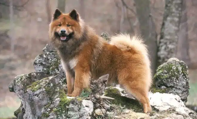 Race de chien Eurasier : Caractéristiques et conseils