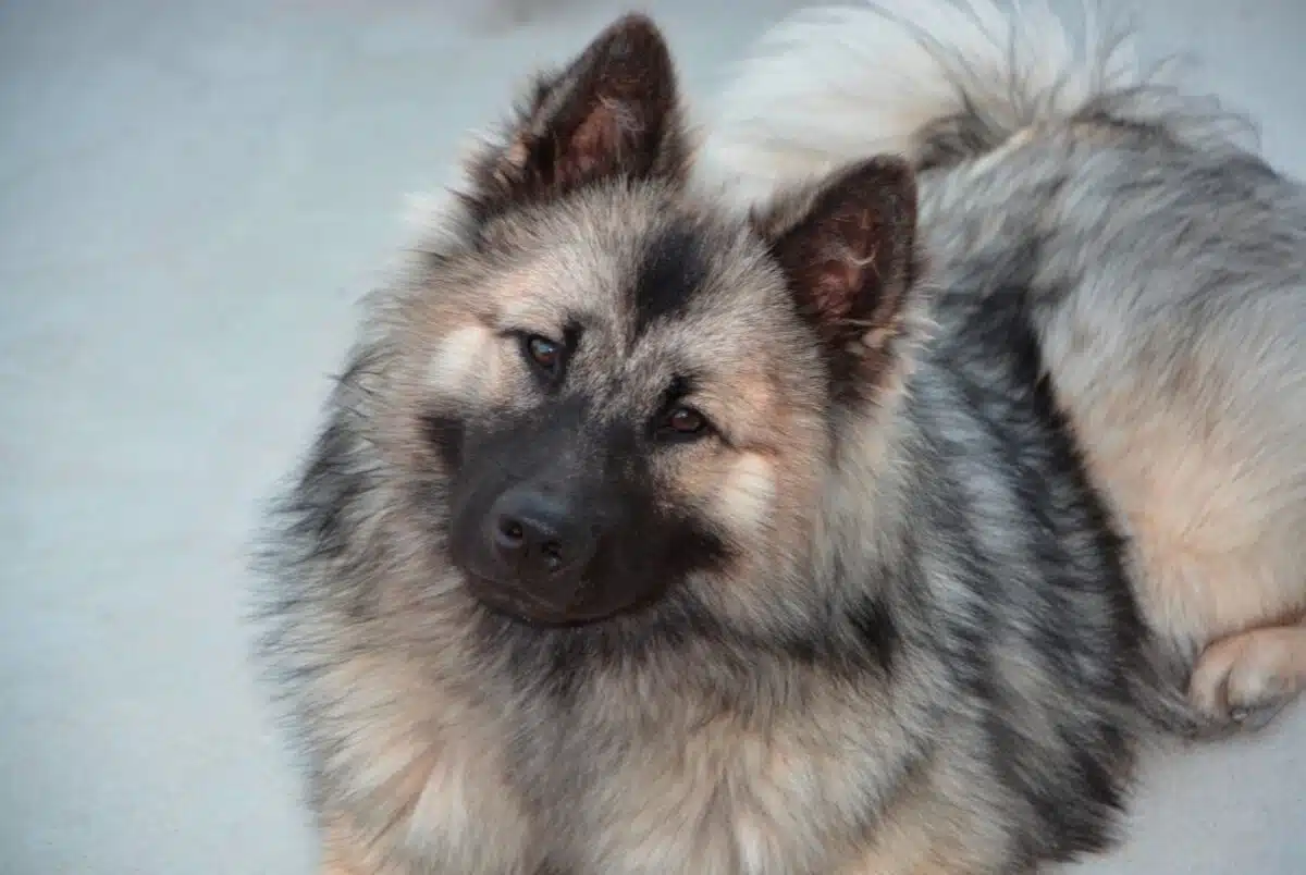 Race de chien Eurasier : Caractéristiques et conseils