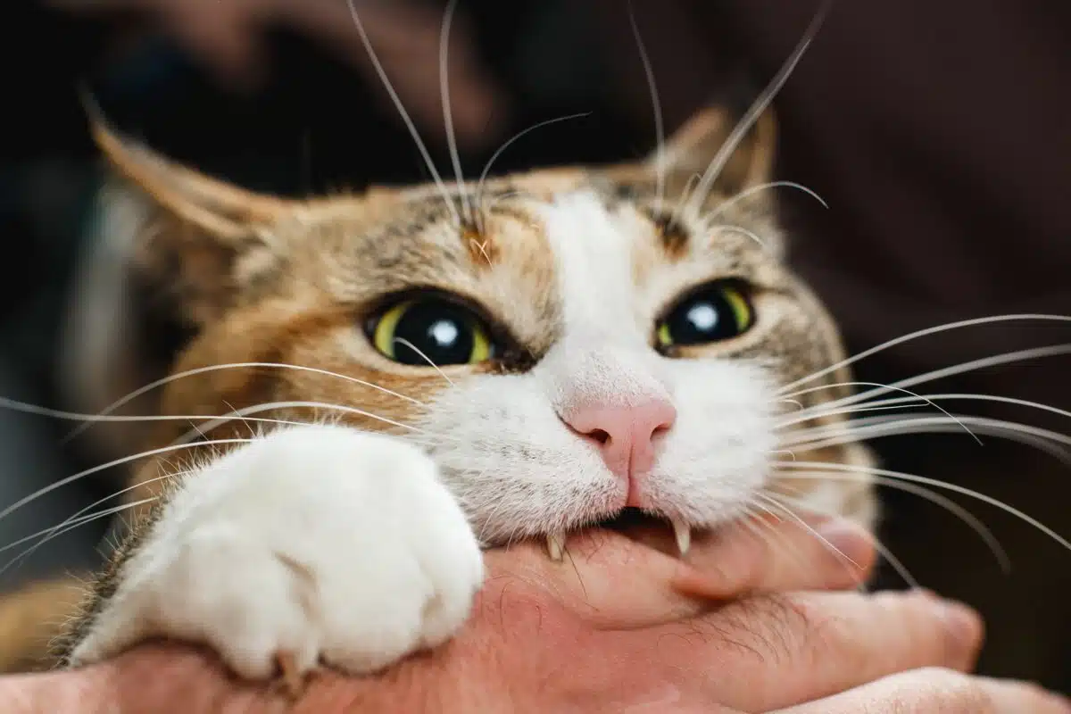 Réagir face à un chat agressif : conseils pour apaiser les tensions